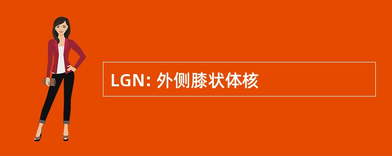 LGN: 外侧膝状体核