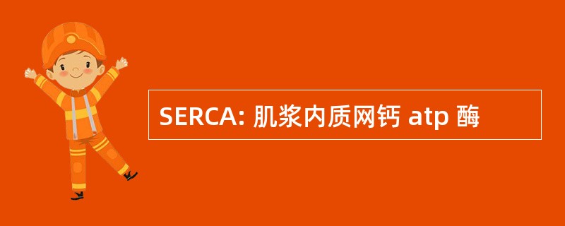 SERCA: 肌浆内质网钙 atp 酶