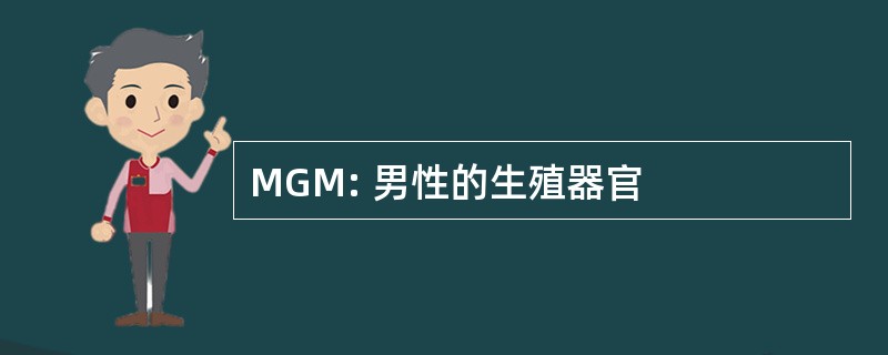 MGM: 男性的生殖器官