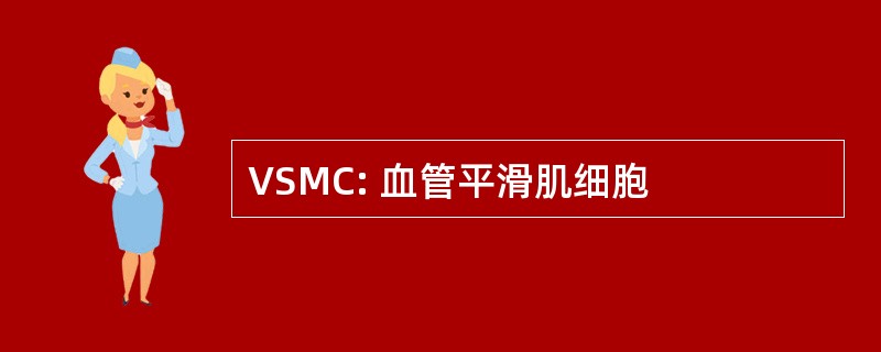 VSMC: 血管平滑肌细胞