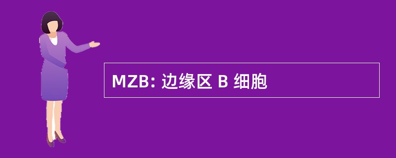 MZB: 边缘区 B 细胞