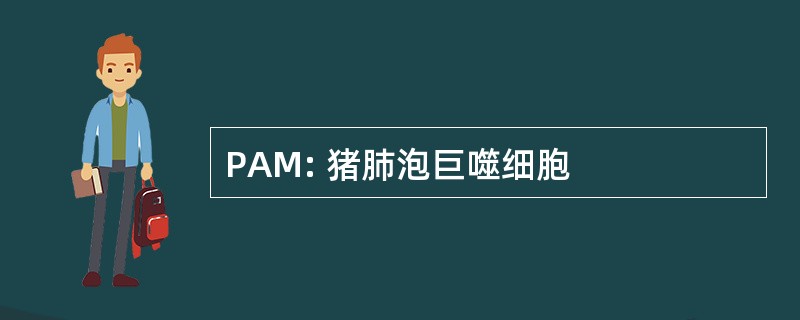 PAM: 猪肺泡巨噬细胞