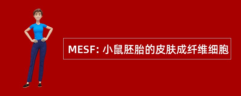 MESF: 小鼠胚胎的皮肤成纤维细胞