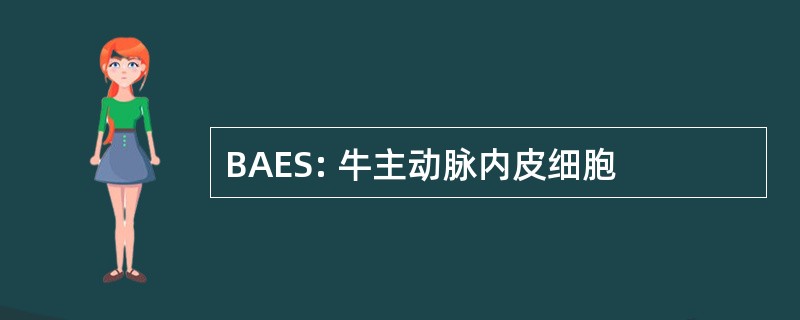 BAES: 牛主动脉内皮细胞