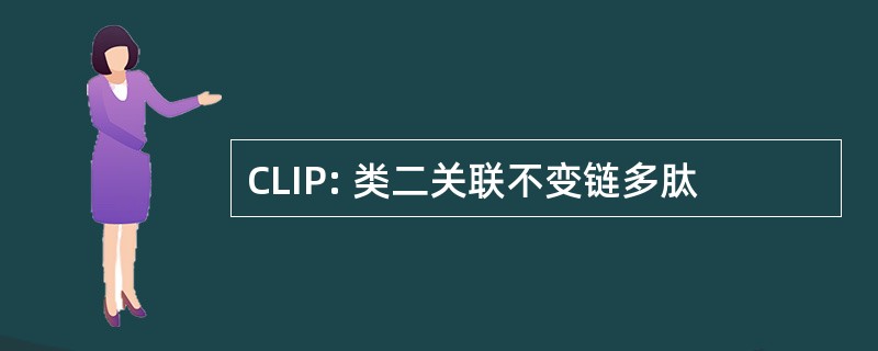 CLIP: 类二关联不变链多肽