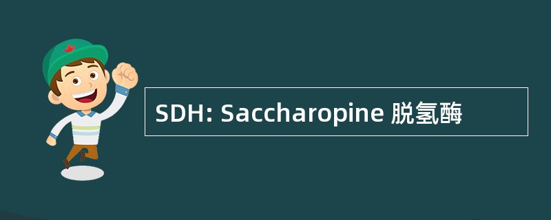 SDH: Saccharopine 脱氢酶