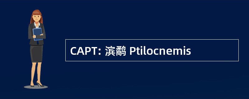 CAPT: 滨鹬 Ptilocnemis