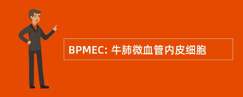 BPMEC: 牛肺微血管内皮细胞