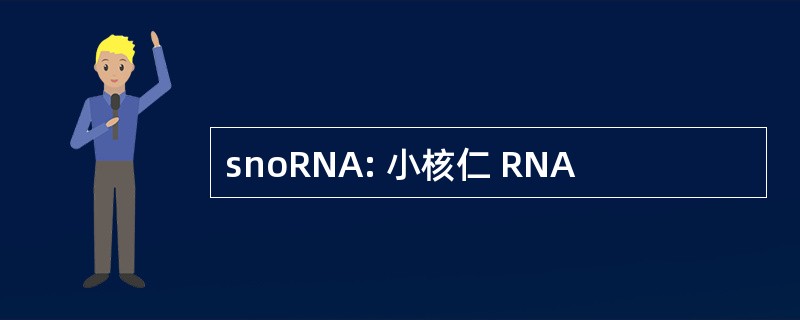 snoRNA: 小核仁 RNA