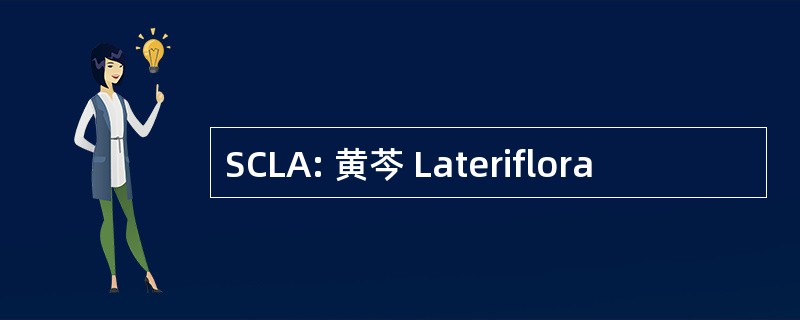 SCLA: 黄芩 Lateriflora